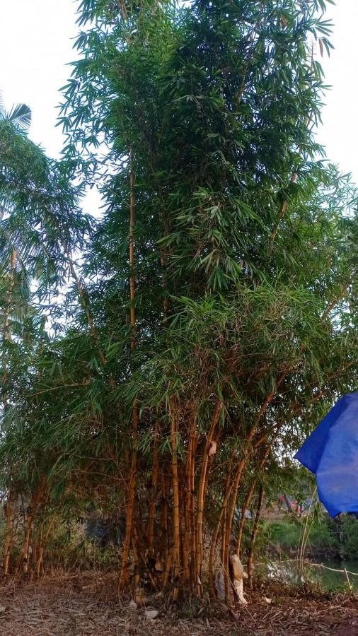 Narayanalayam-Vintage Retreat-Homestay & Rest'Inn Kannur Dış mekan fotoğraf